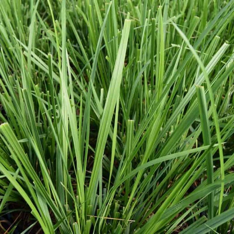 Calamagrostis brachytricha ---